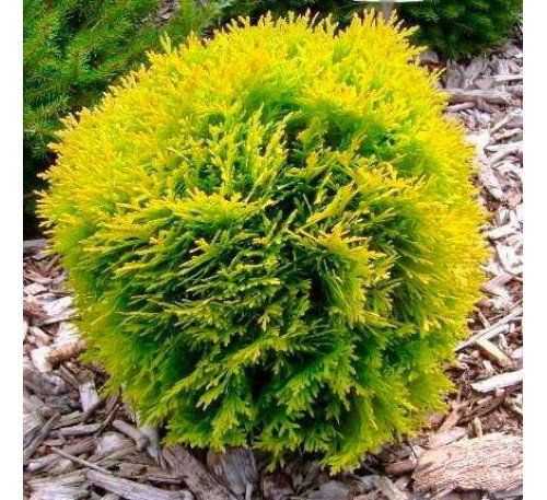 Туя западная Глобоза Голд (Globosa Gold) С2,5